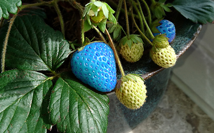 Blue Fruits