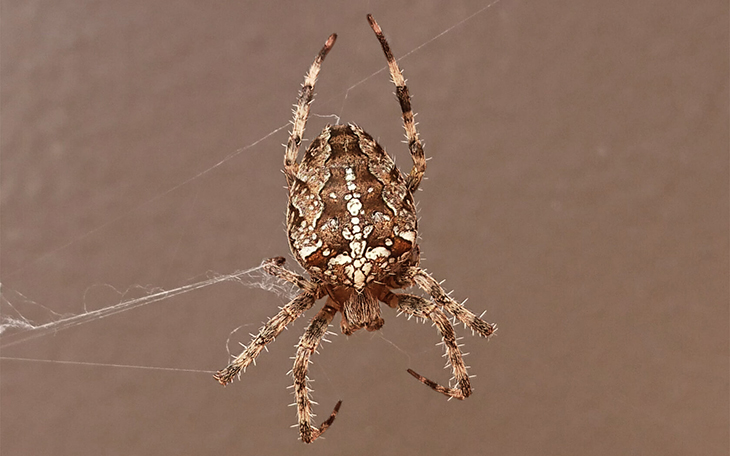 Big Cross Spider